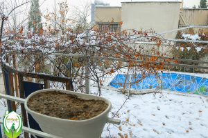 بهتربن خانه سالمندان در شمال تهران